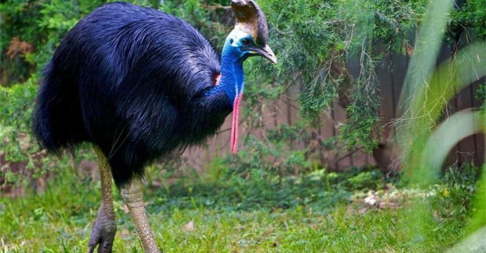 Казуар птица