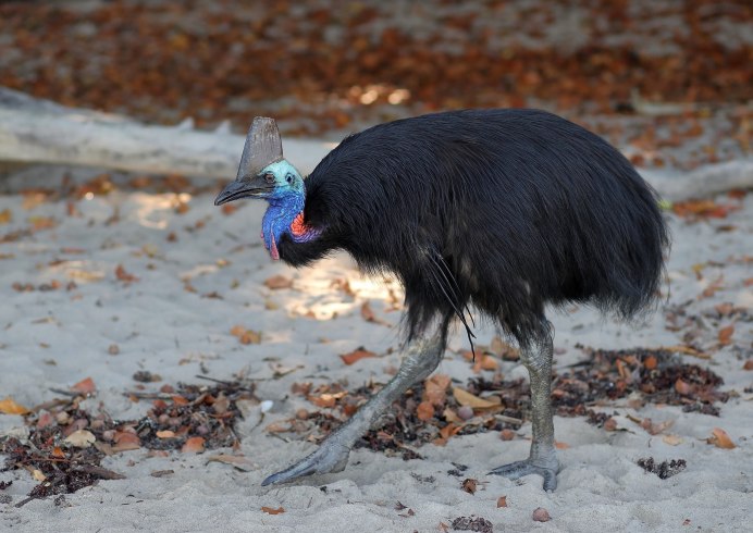 Южный казуар нападение