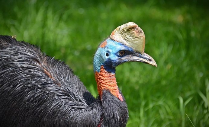 Шлемоносный казуар и человек