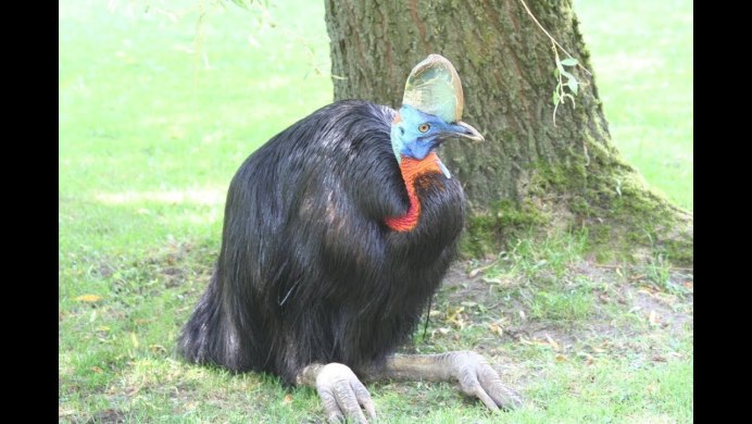 Южный казуар