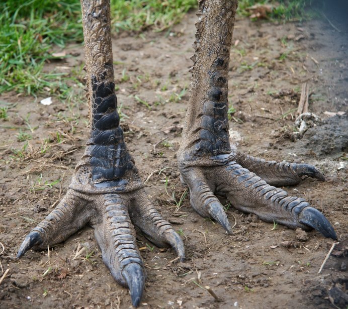 Шлемоносный казуар (casuarius casuarius);