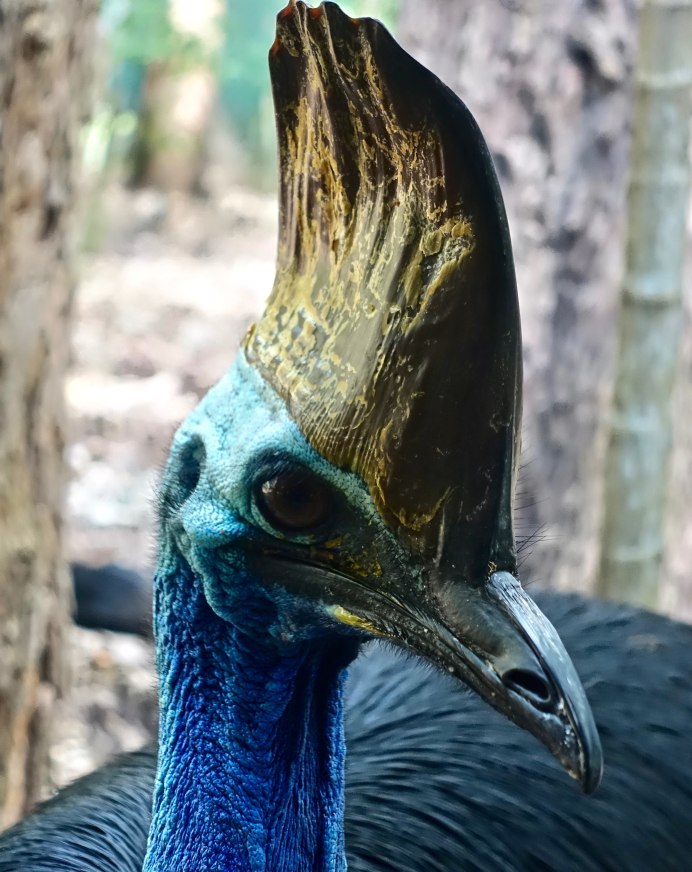 Птица шлемоносный казуар