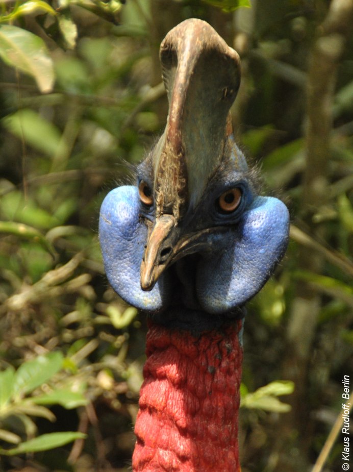 Казуар гнездо птенец яйцо