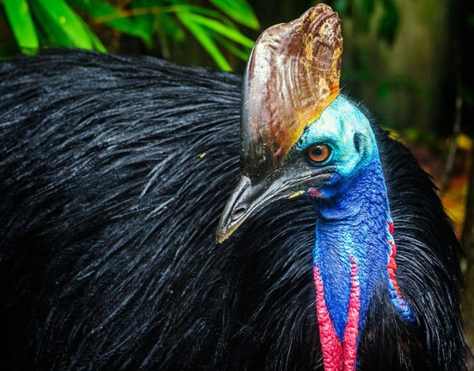 Птица казуар птенец