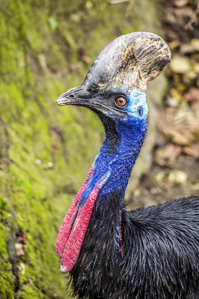 Шлемоносный казуар Австралии