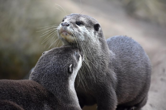 Шотландская выдра