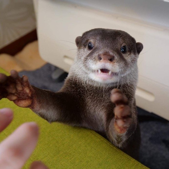 Восточная бескоготная выдра