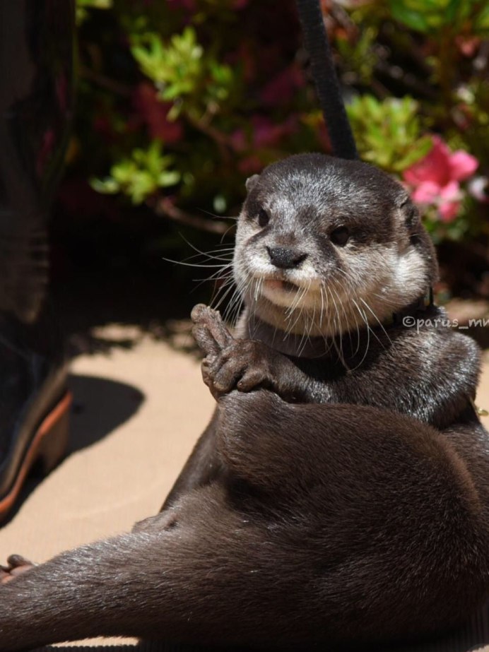 Азиатская бескоготная выдра