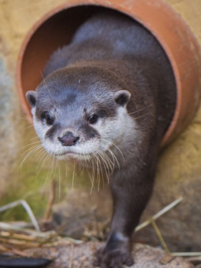 Американские речные выдры