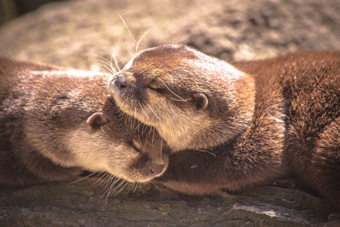 Китайская выдра