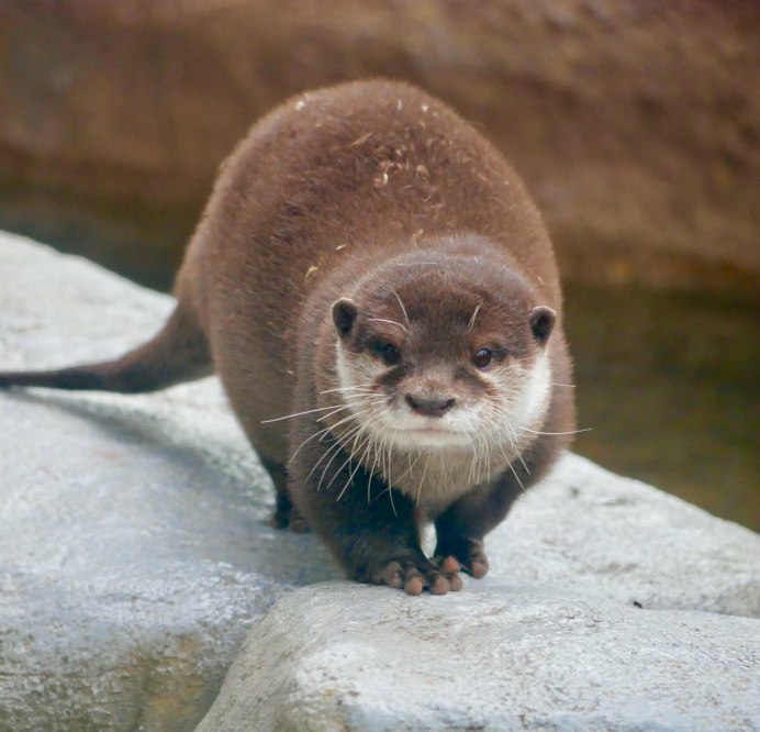 Восточная бескоготная выдра