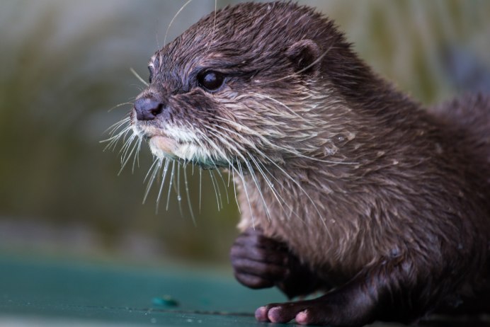 Выдра калан