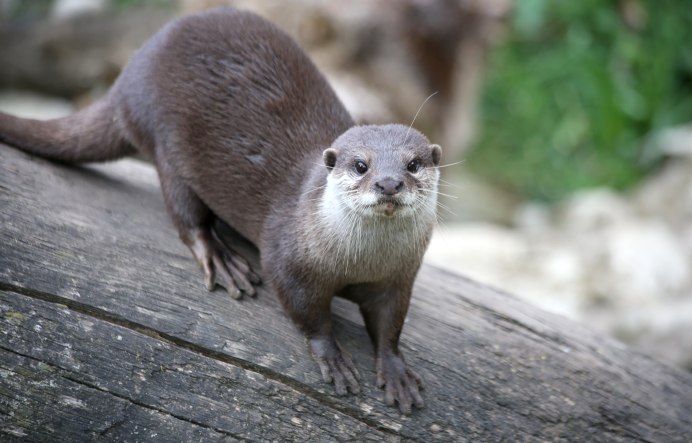 Выдра Котаро