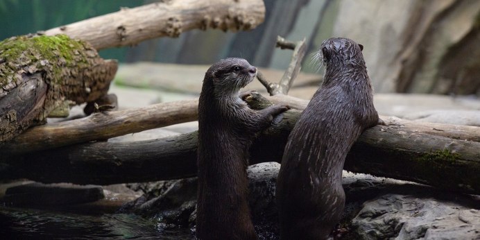 Москвариум выдры