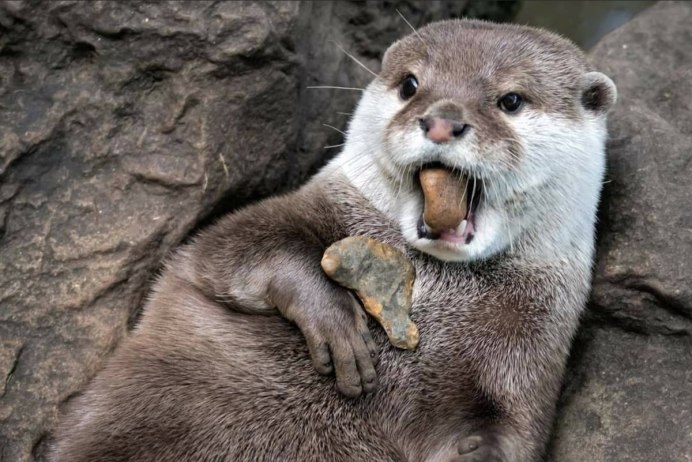 Лондонский зоопарк выдры