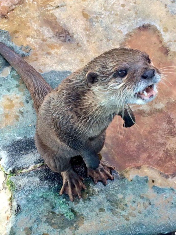 Выдра тыдра