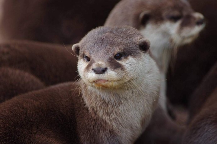 Восточная бескоготная выдра (Aonyx cinerea).