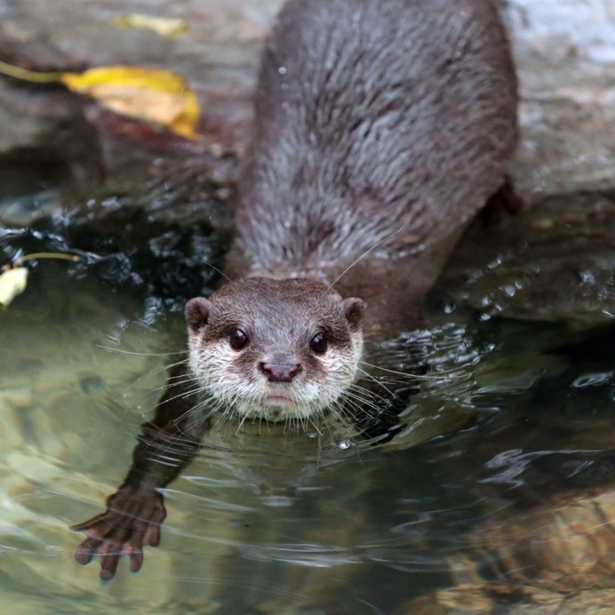Азиатские бескоготные выдры