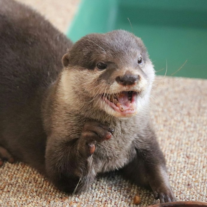 Азиатская бескоготная выдра Питер океанариум