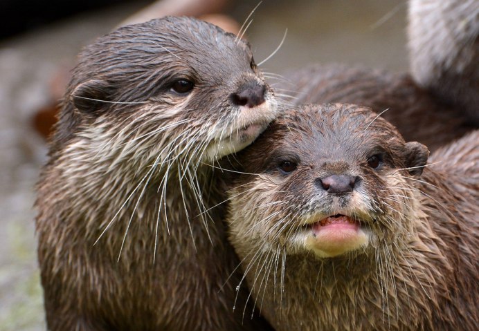 Океанариум выдры выдры СПБ