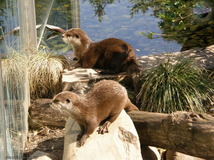 Восточная бескоготная выдра