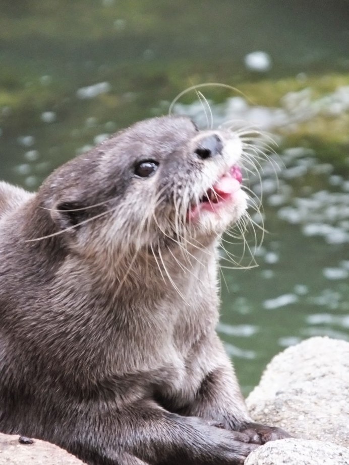 The Otter who wanted to know