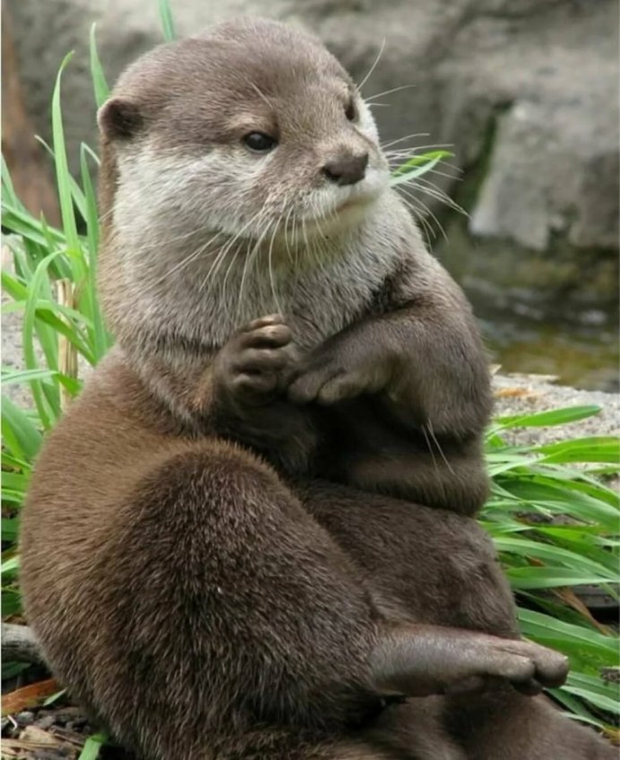 Азиатская бескоготная выдра