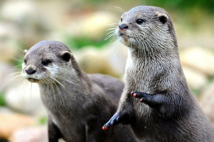 Капская бескоготная выдра