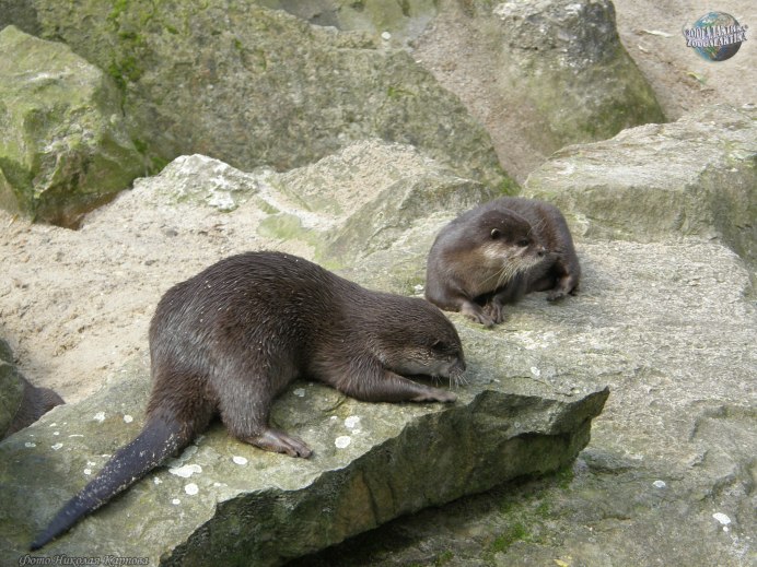 Азиатская бескоготная выдра