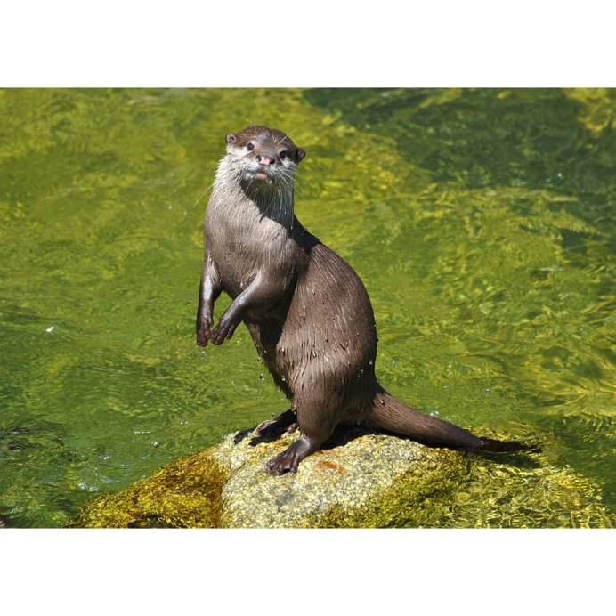 Выдра Речная