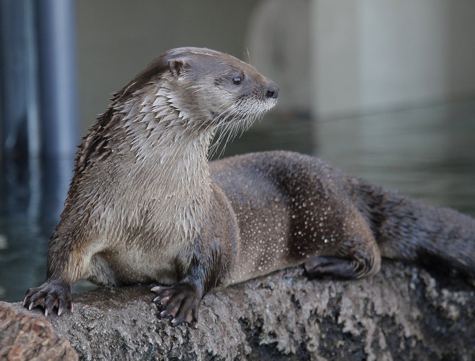 Выдра Lutra Lutra Linnaeus