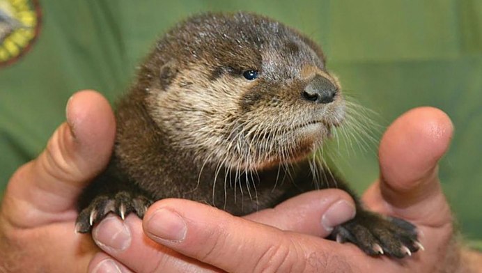 Восточная бескоготная выдра