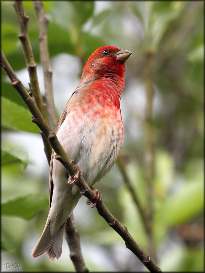 Чечевица Carpodacus erythrinus