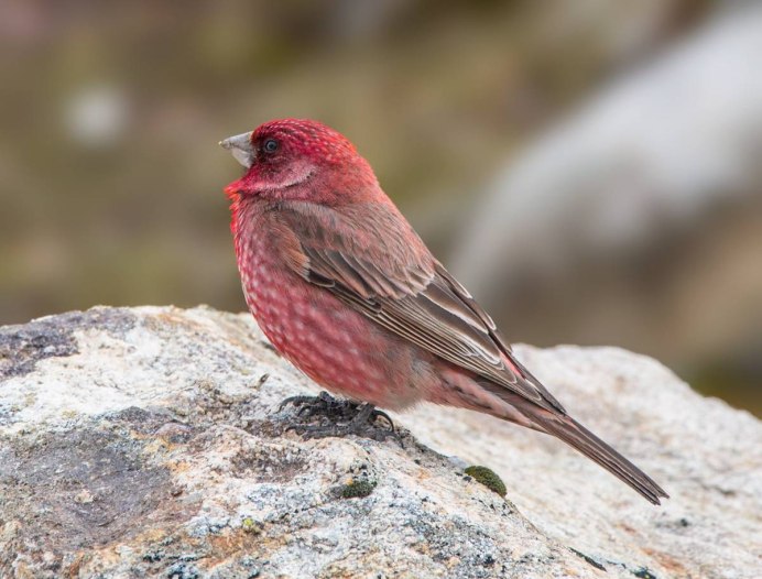 Большая чечевица (Carpodacus rubicilla)