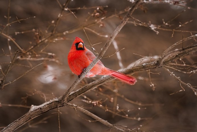 Сибирская чечевица Carpodacus roseus