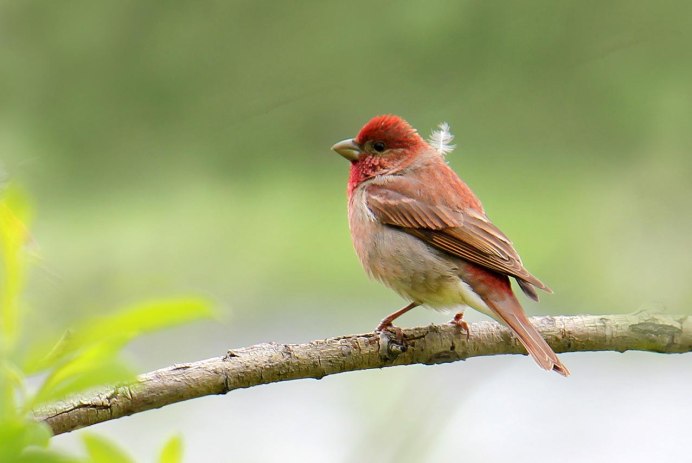 Чечевица Carpodacus erythrinus