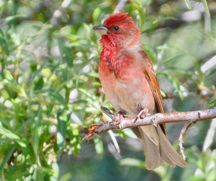 Carpodacus erythrinus
