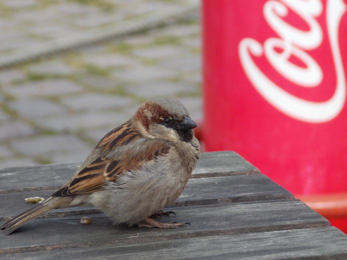 Чечевица Carpodacus erythrinus
