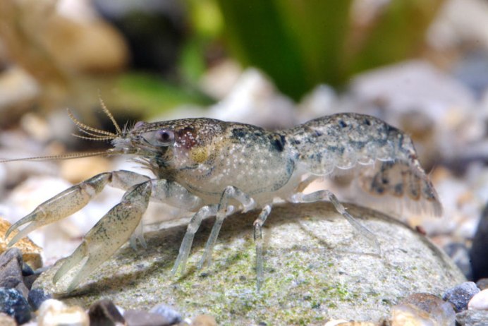 Procambarus Cubensis