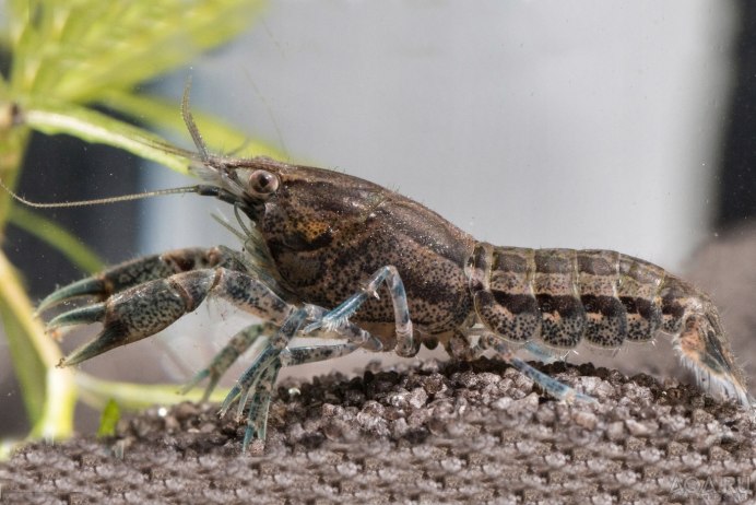 Cambarellus patzcuarensis содержание