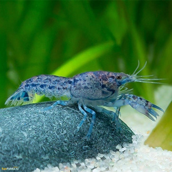 Procambarus Cubensis