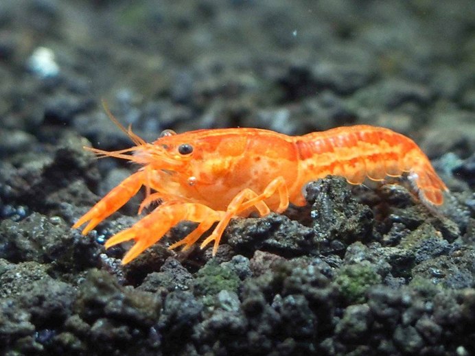 Cambarellus patzcuarensis