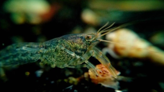 Cambarellus patzcuarensis