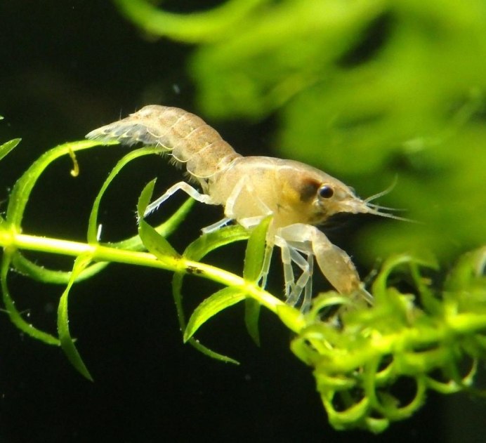 Cambarellus texanus