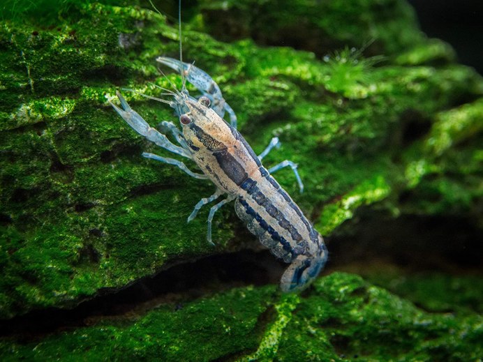 Cambarellus texanus