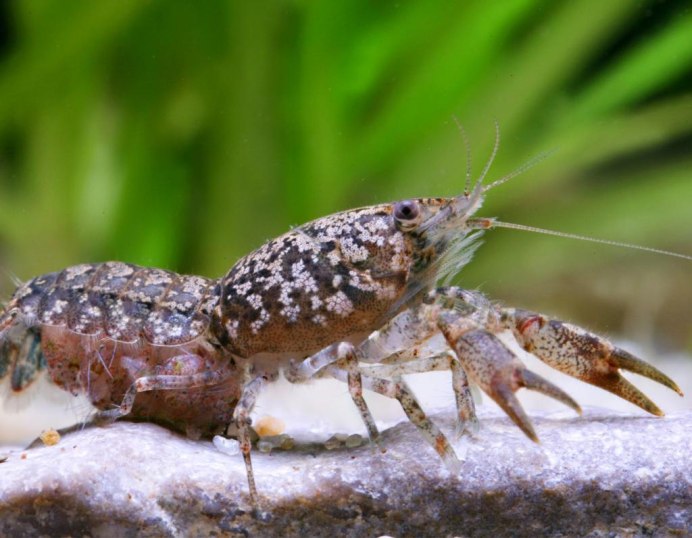 Cambarellus shufeldtii