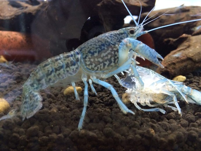Procambarus clarkii
