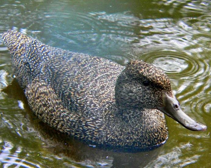 Утка водоплавающая птица кряква