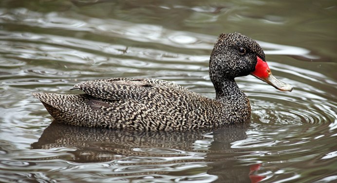 Duck Hunting