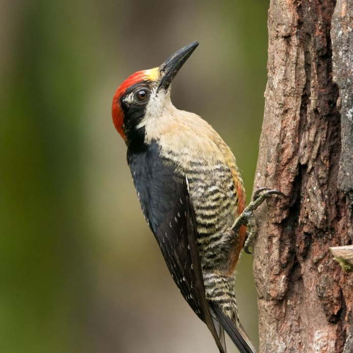 Фото диких птиц